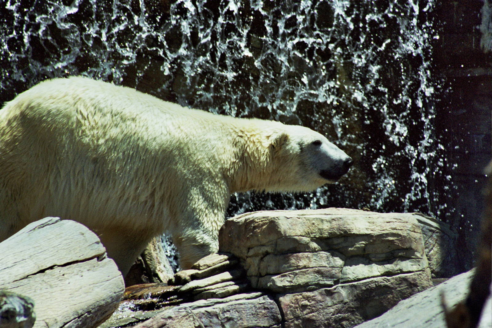 Scanned San Diego Zoo Photos 1992-2001