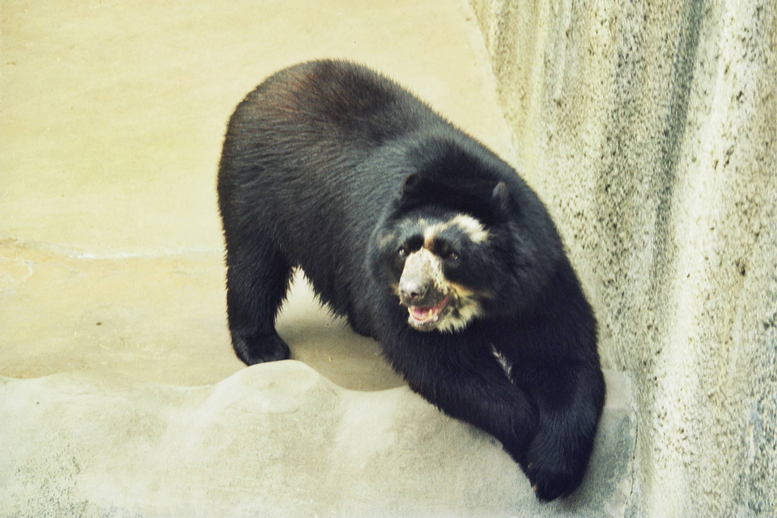 Scanned San Diego Zoo Photos 1992-2001