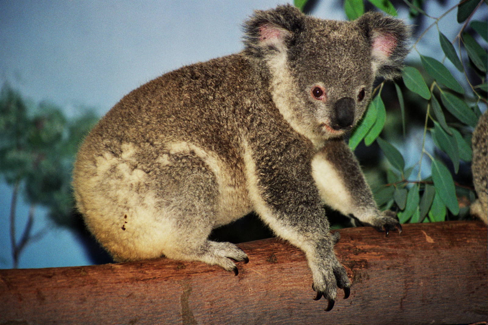 Scanned San Diego Zoo Photos 1992-2001