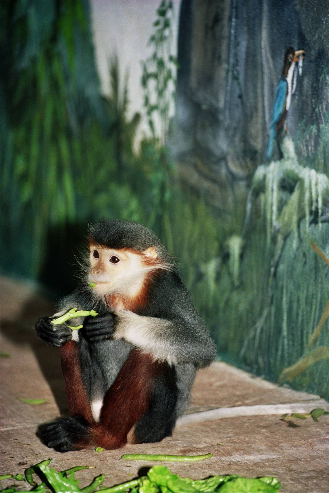 Scanned San Diego Zoo Photos 1992-2001