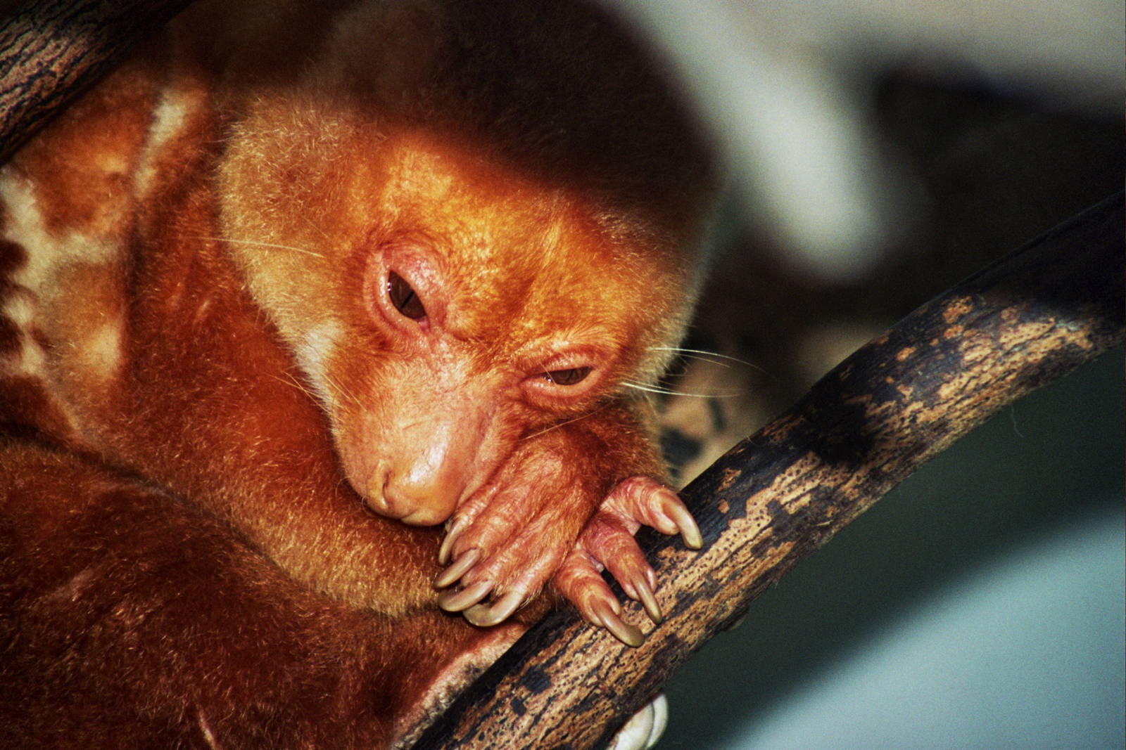 Scanned San Diego Zoo Photos 1992-2001