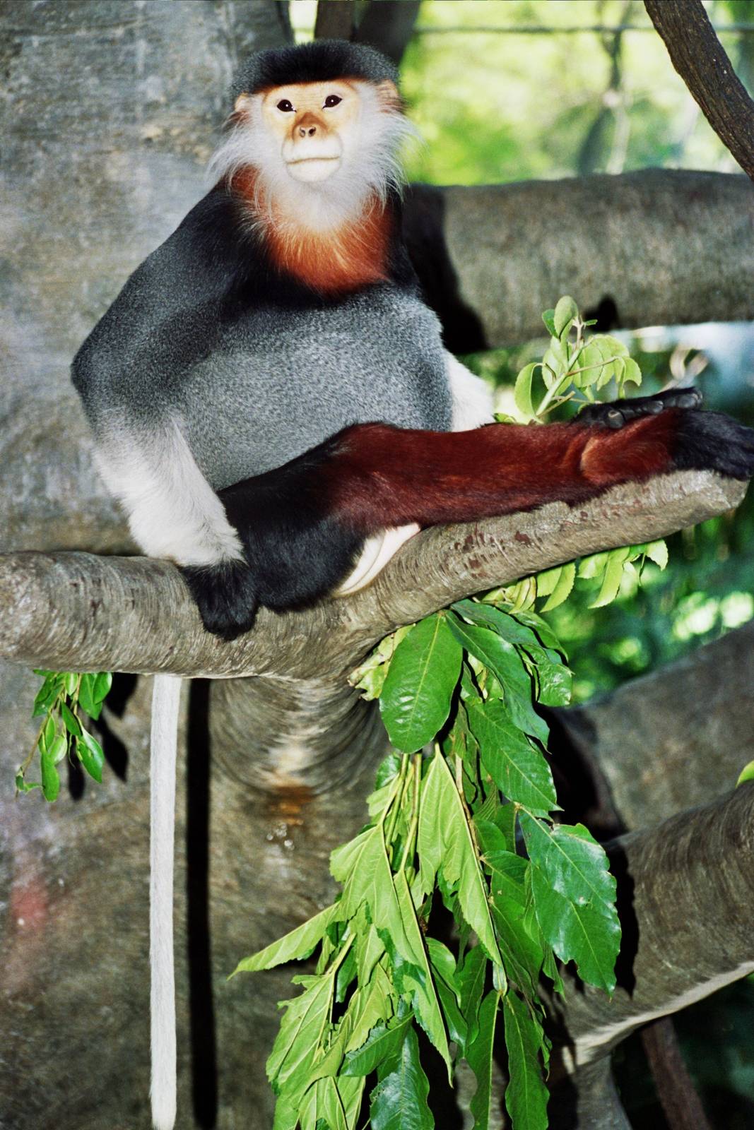 Scanned San Diego Zoo Photos 1992-2001