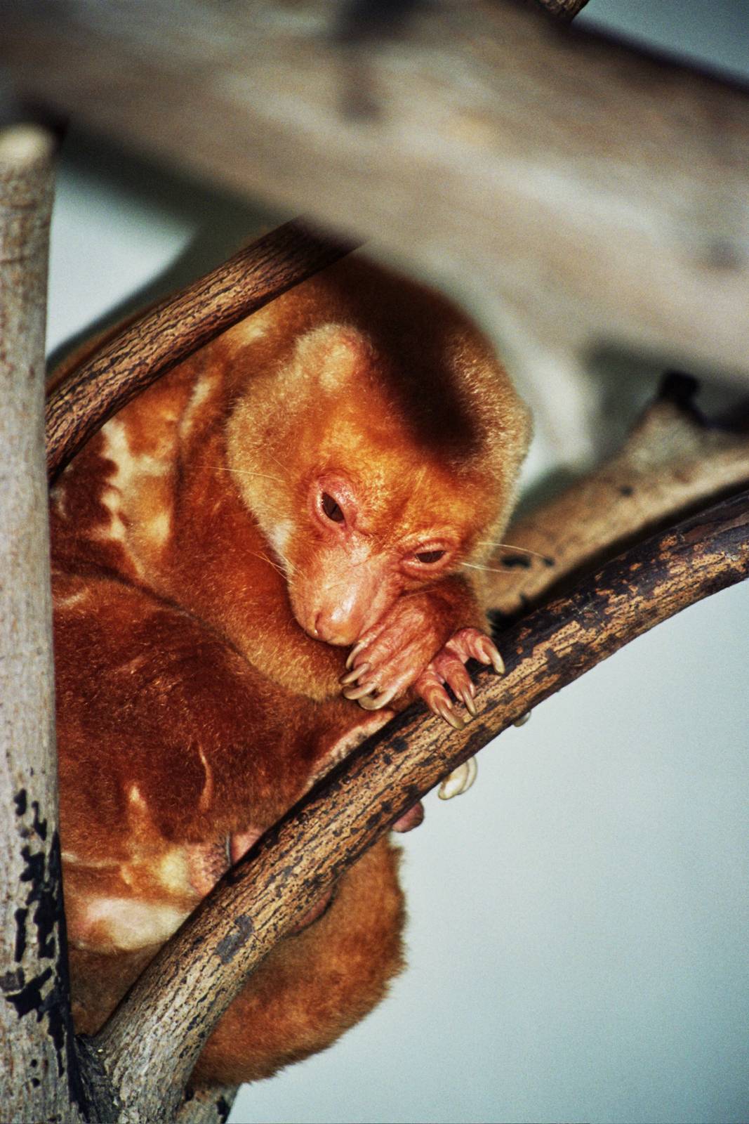 Scanned San Diego Zoo Photos 1992-2001