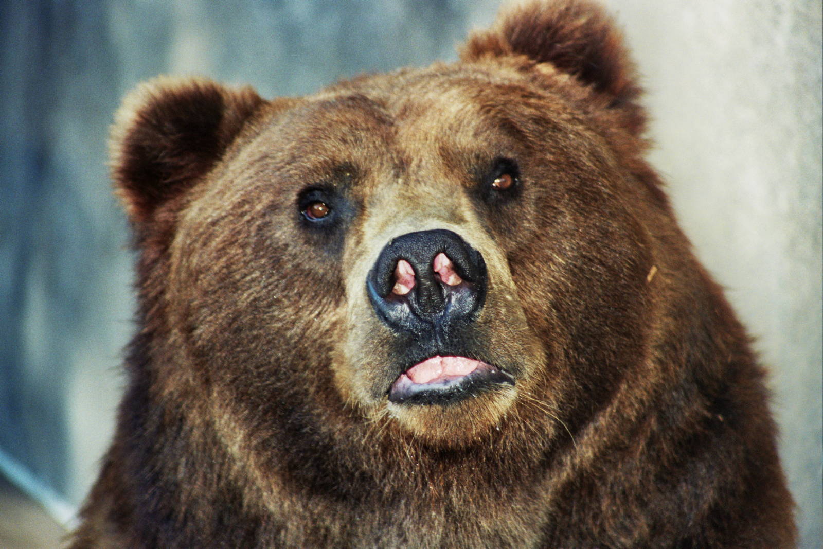 Scanned San Diego Zoo Photos 1992-2001