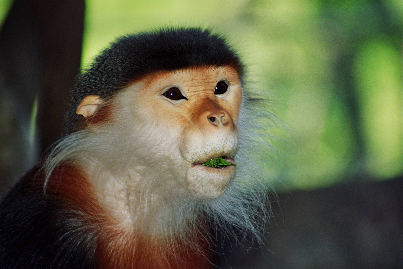 Scanned San Diego Zoo Photos 1992-2001