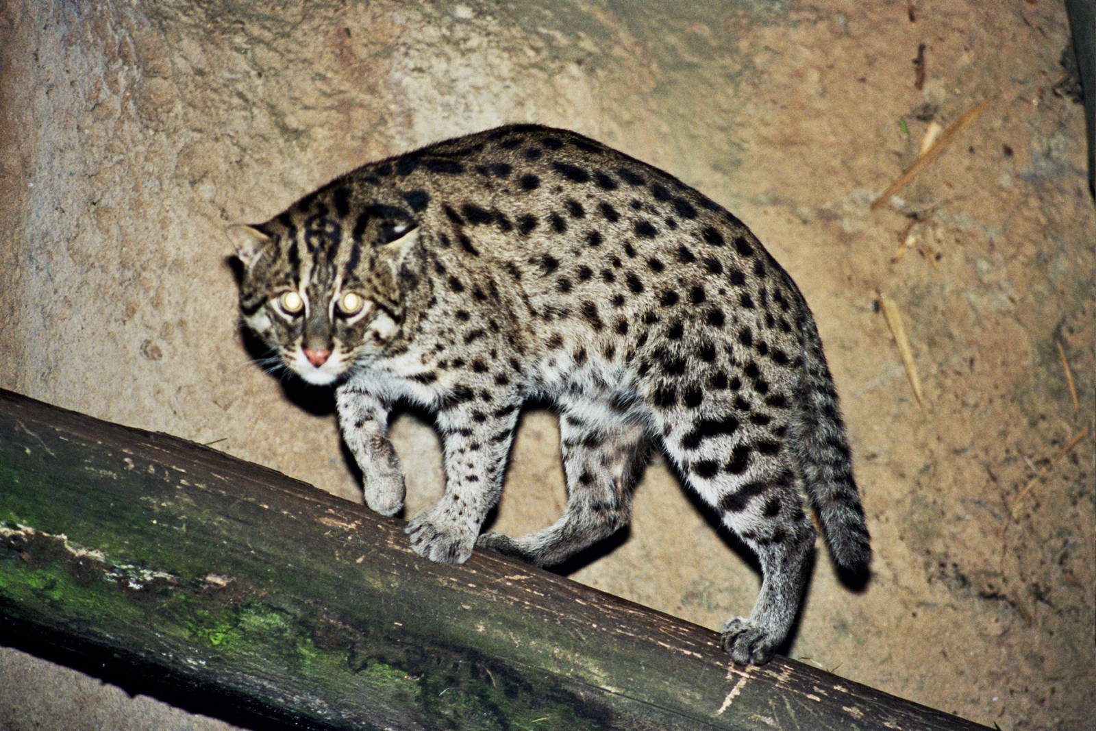Scanned San Diego Zoo Photos 1992-2001