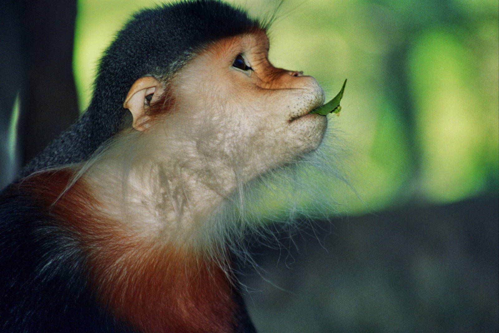 Scanned San Diego Zoo Photos 1992-2001