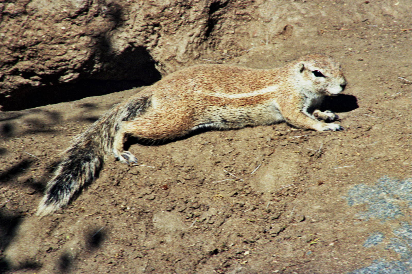 Scanned San Diego Zoo Photos 1992-2001