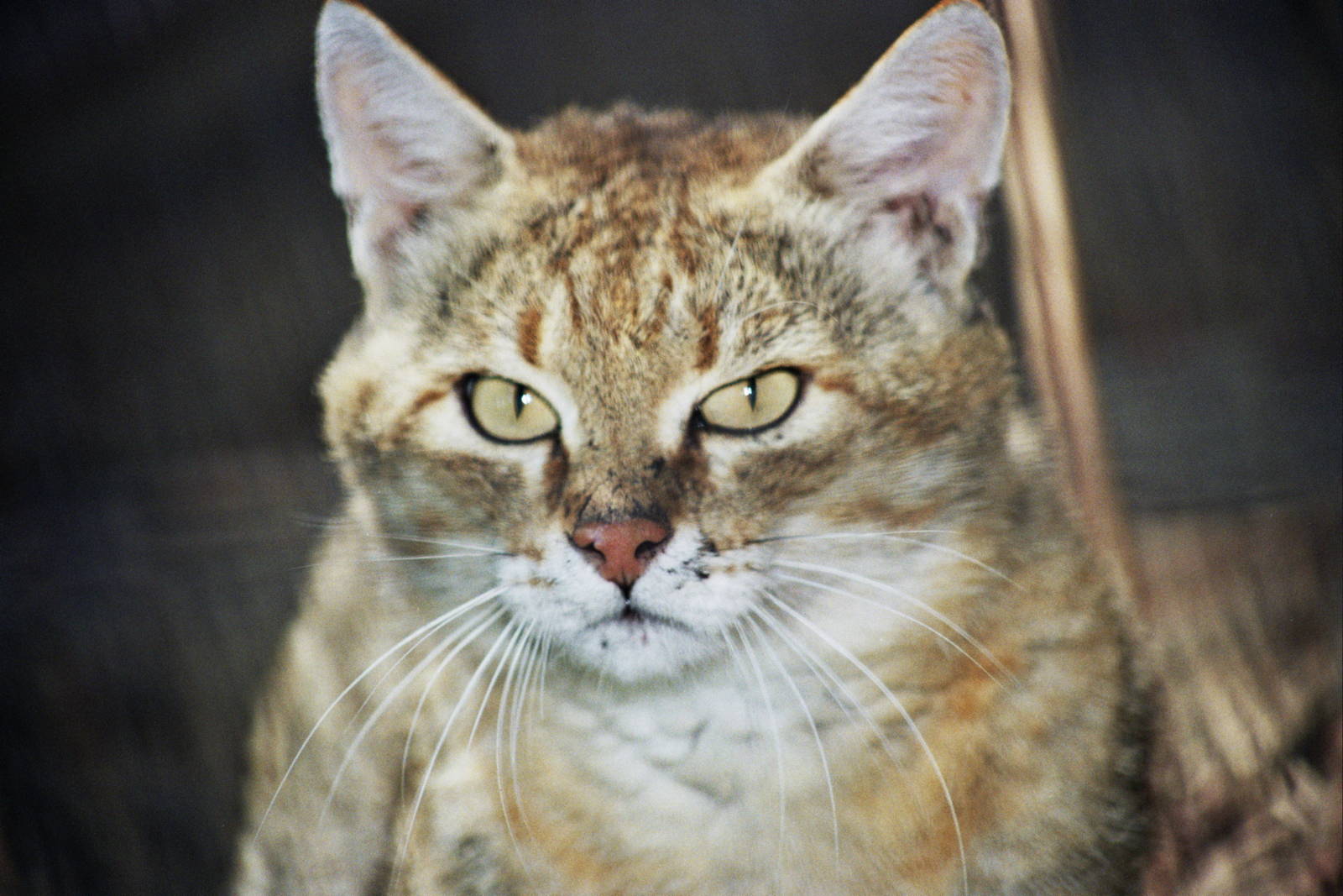 Scanned San Diego Zoo Photos 1992-2001