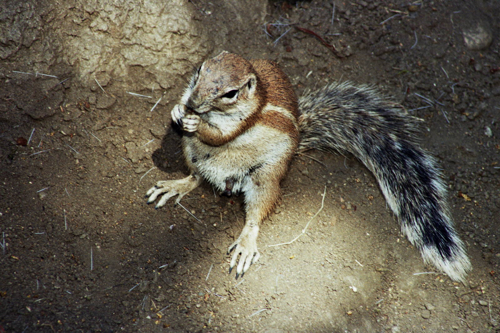 Scanned San Diego Zoo Photos 1992-2001