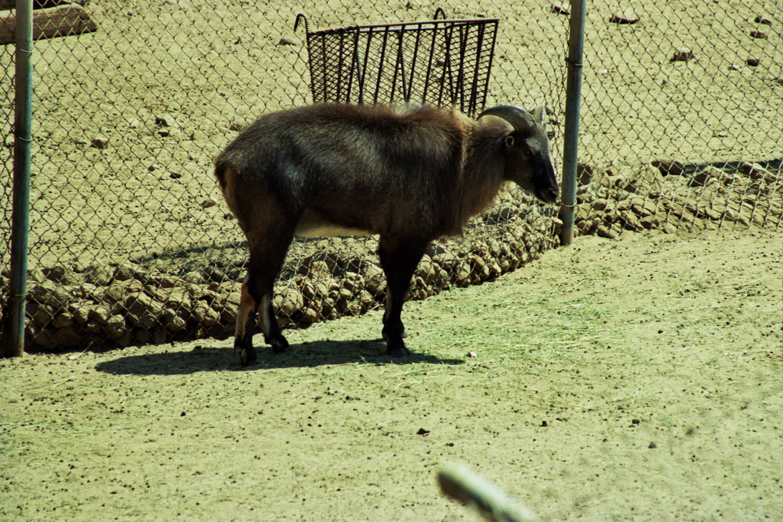Scanned Wild Animal Park Photos 1992-2001 Photo ID?