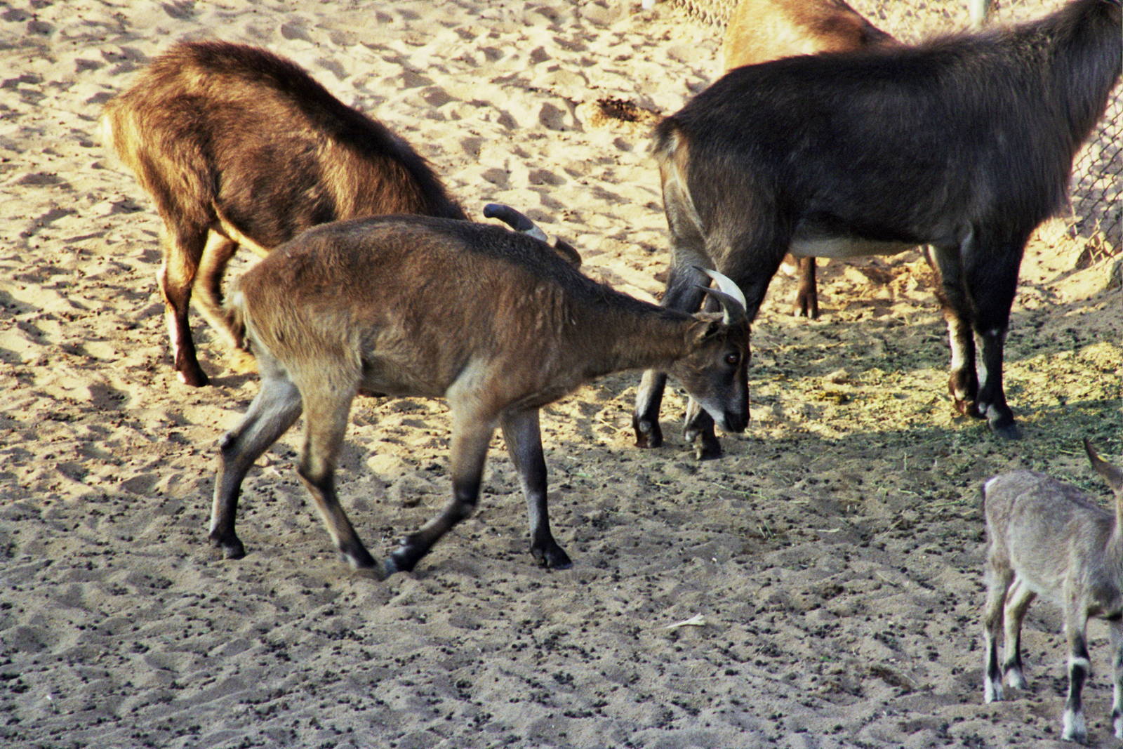 Scanned Wild Animal Park Photos 1992-2001 Photo ID?