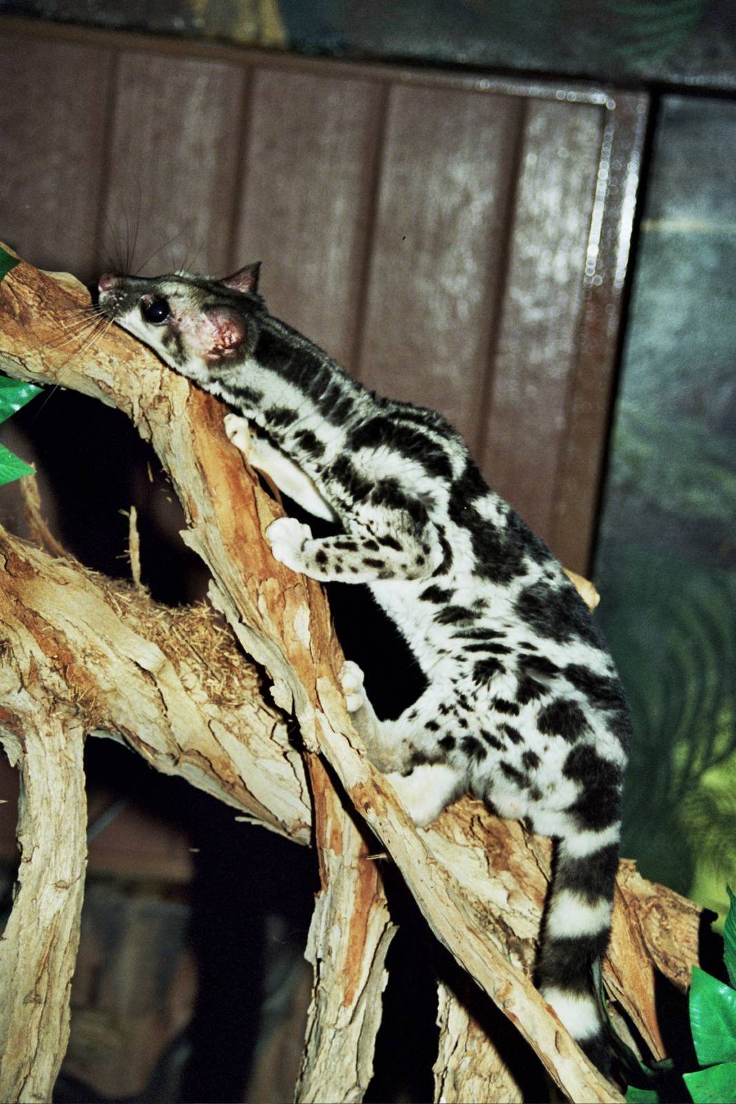 Scanned Wild Animal Park Photos 1992-2001