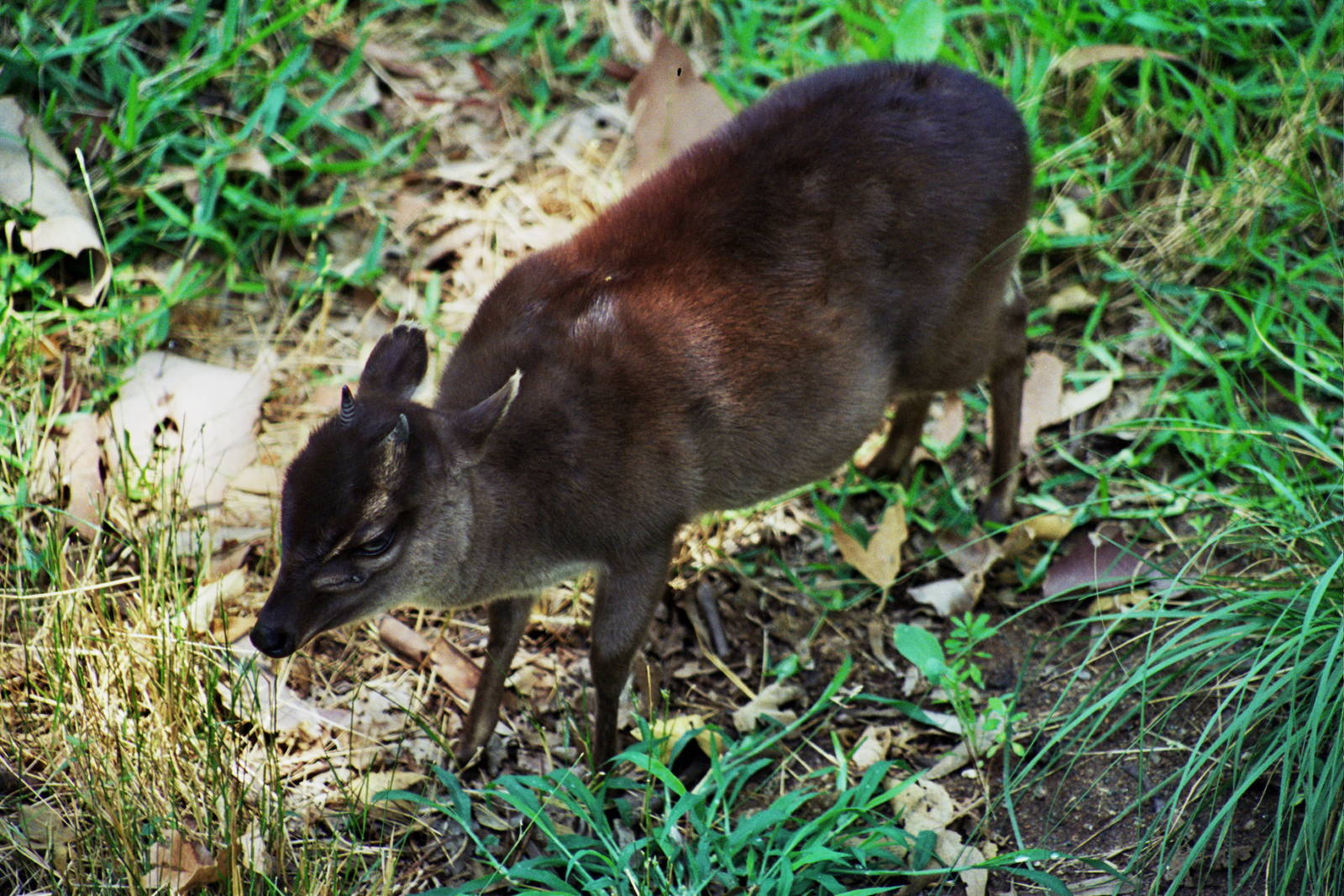 Scanned Wild Animal Park Photos 1992-2001
