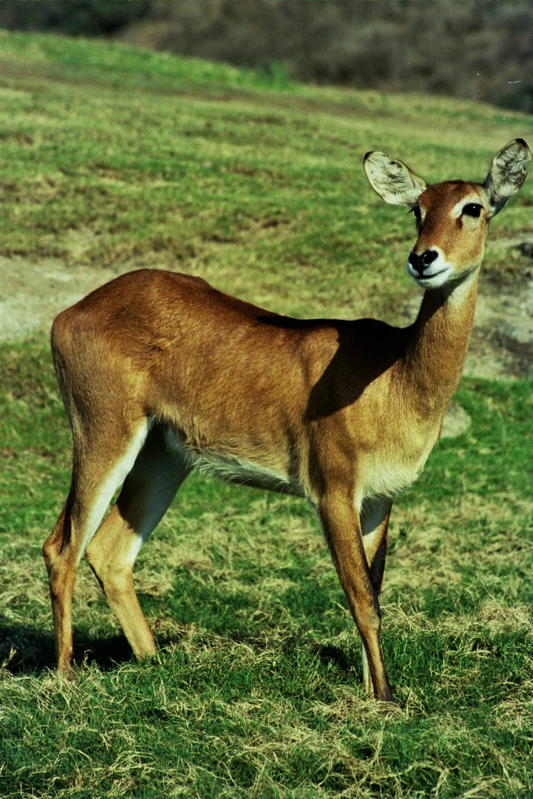 Scanned Wild Animal Park Photos 1992-2001