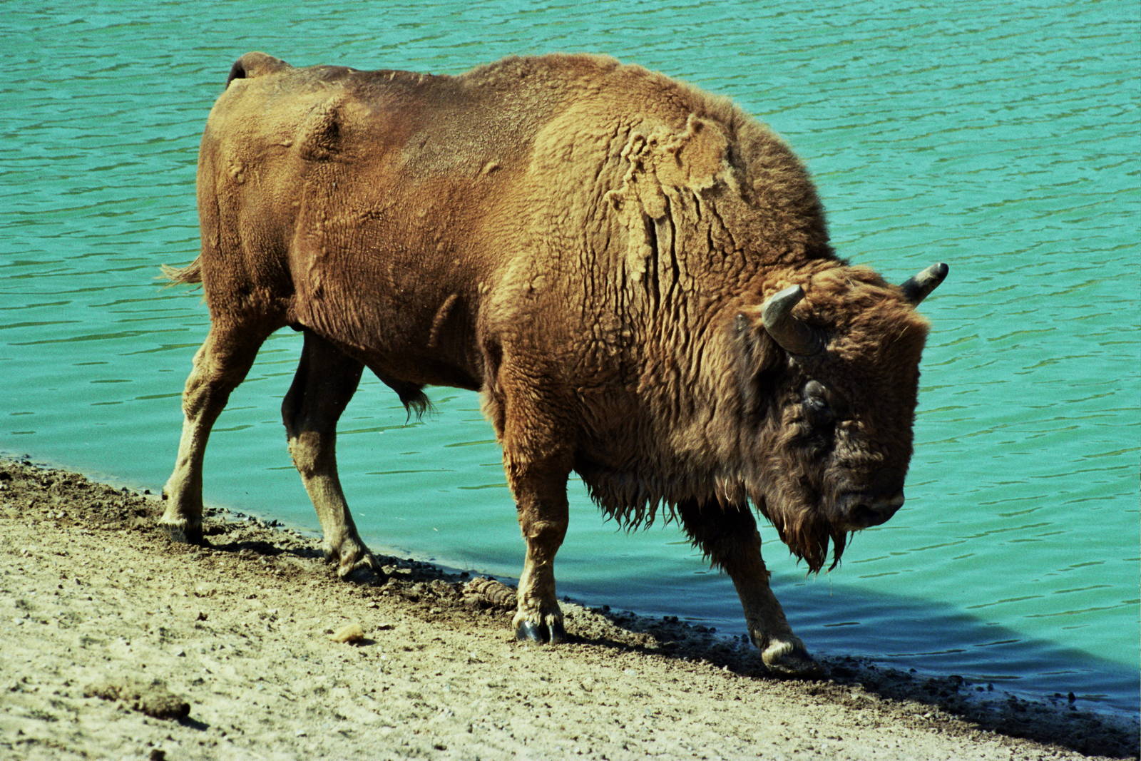 Scanned Wild Animal Park Photos 1992-2001