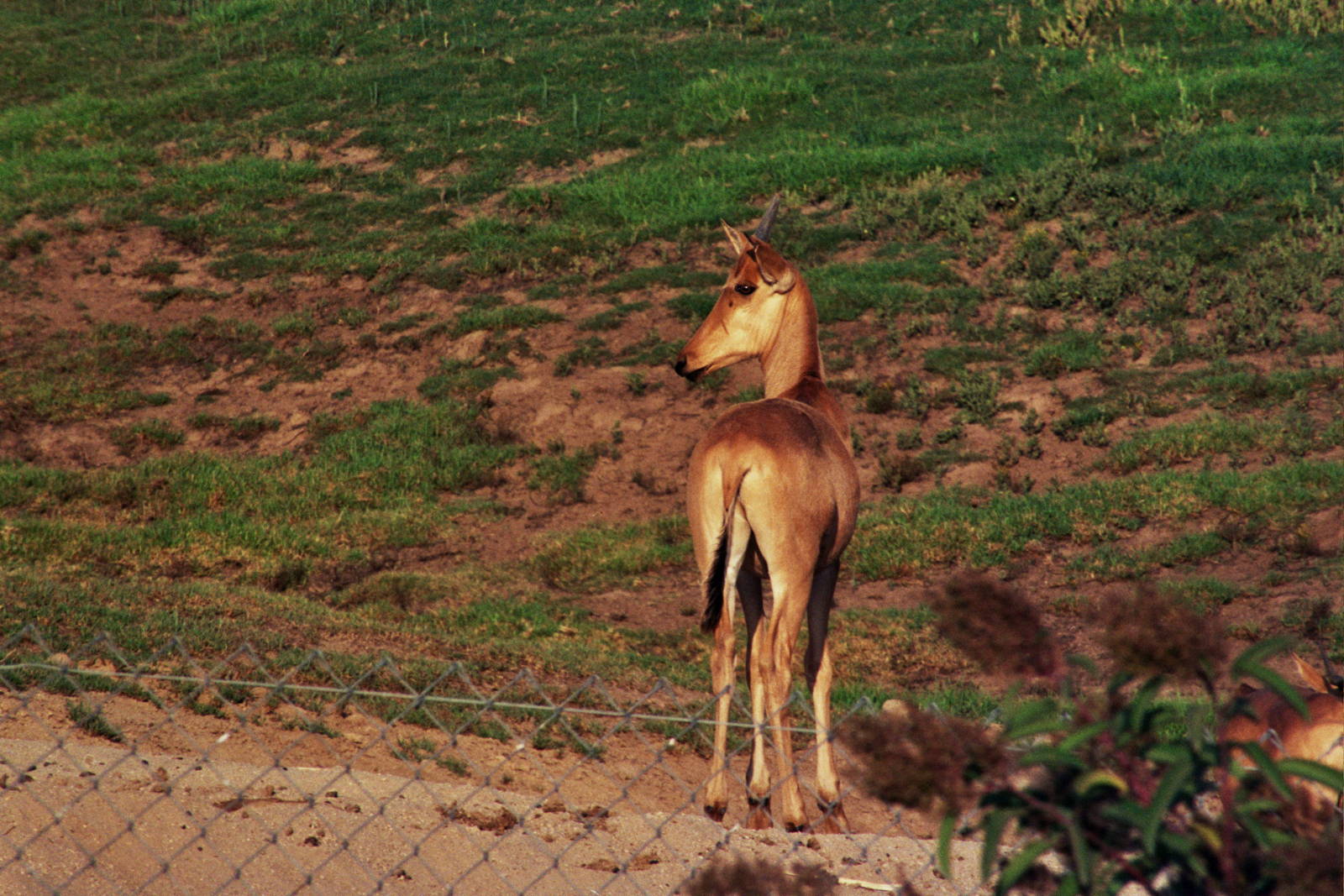 Scanned Wild Animal Park Photos 1992-2001