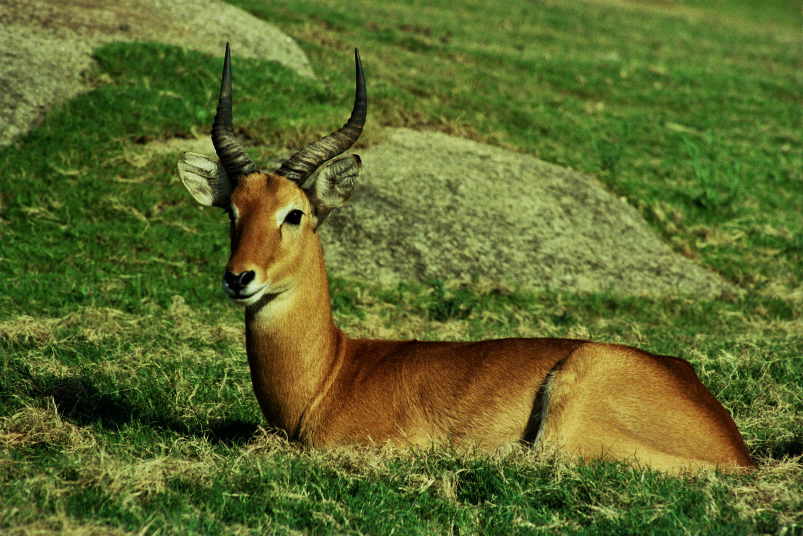 Scanned Wild Animal Park Photos 1992-2001