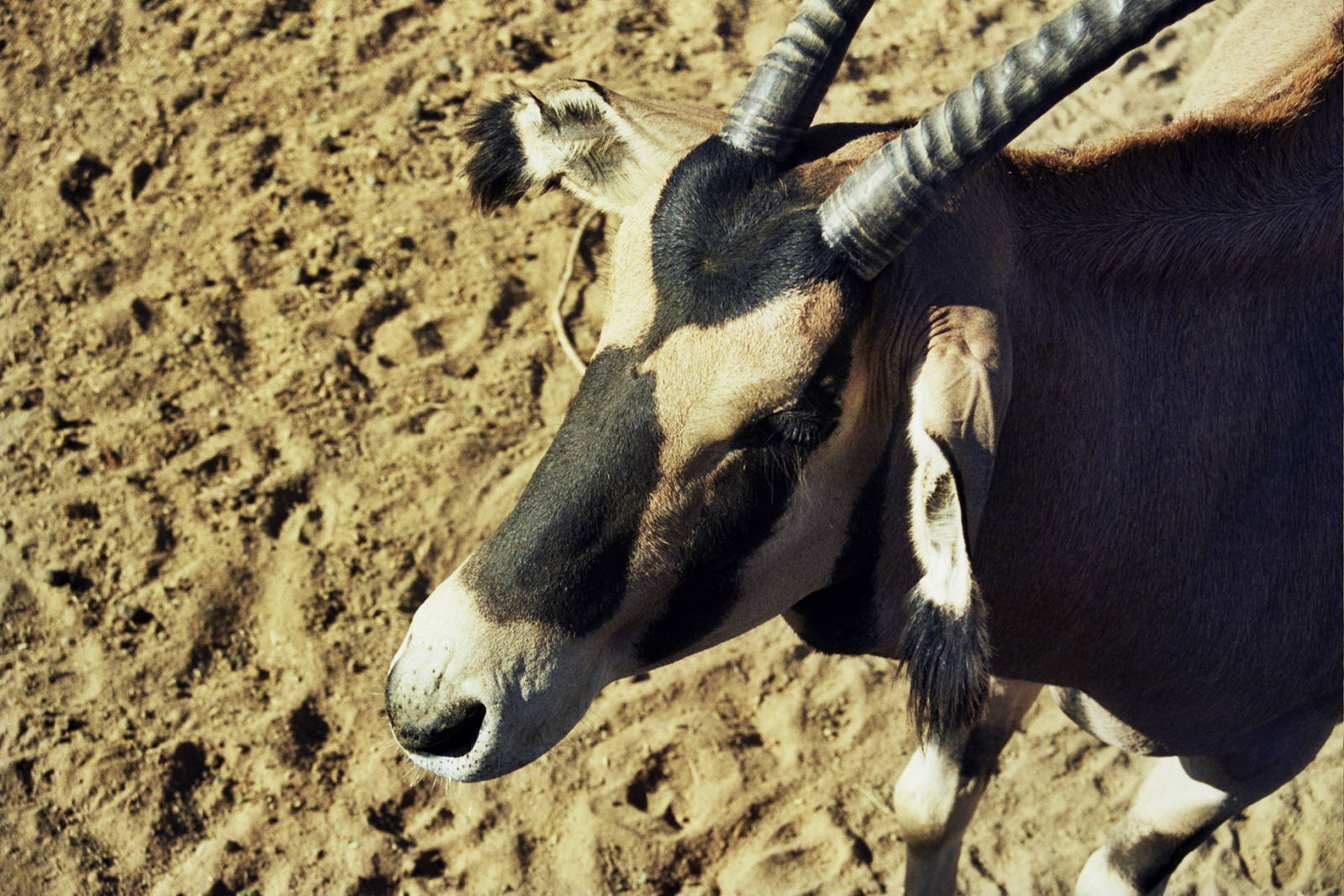 Scanned Wild Animal Park Photos 1992-2001