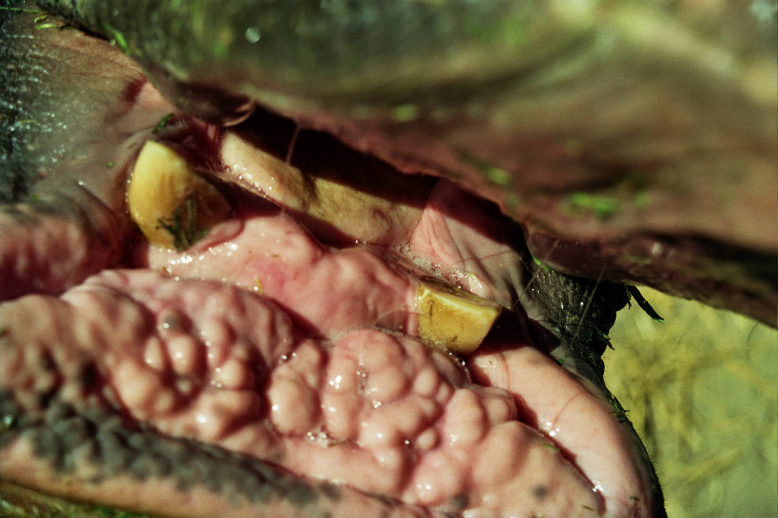 Scanned Wild Animal Park Photos 1992-2001