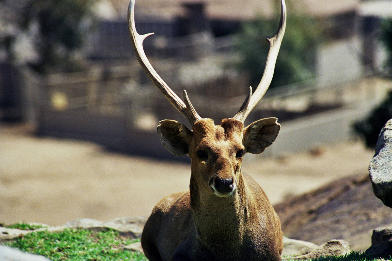 Scanned Wild Animal Park Photos 1992-2001