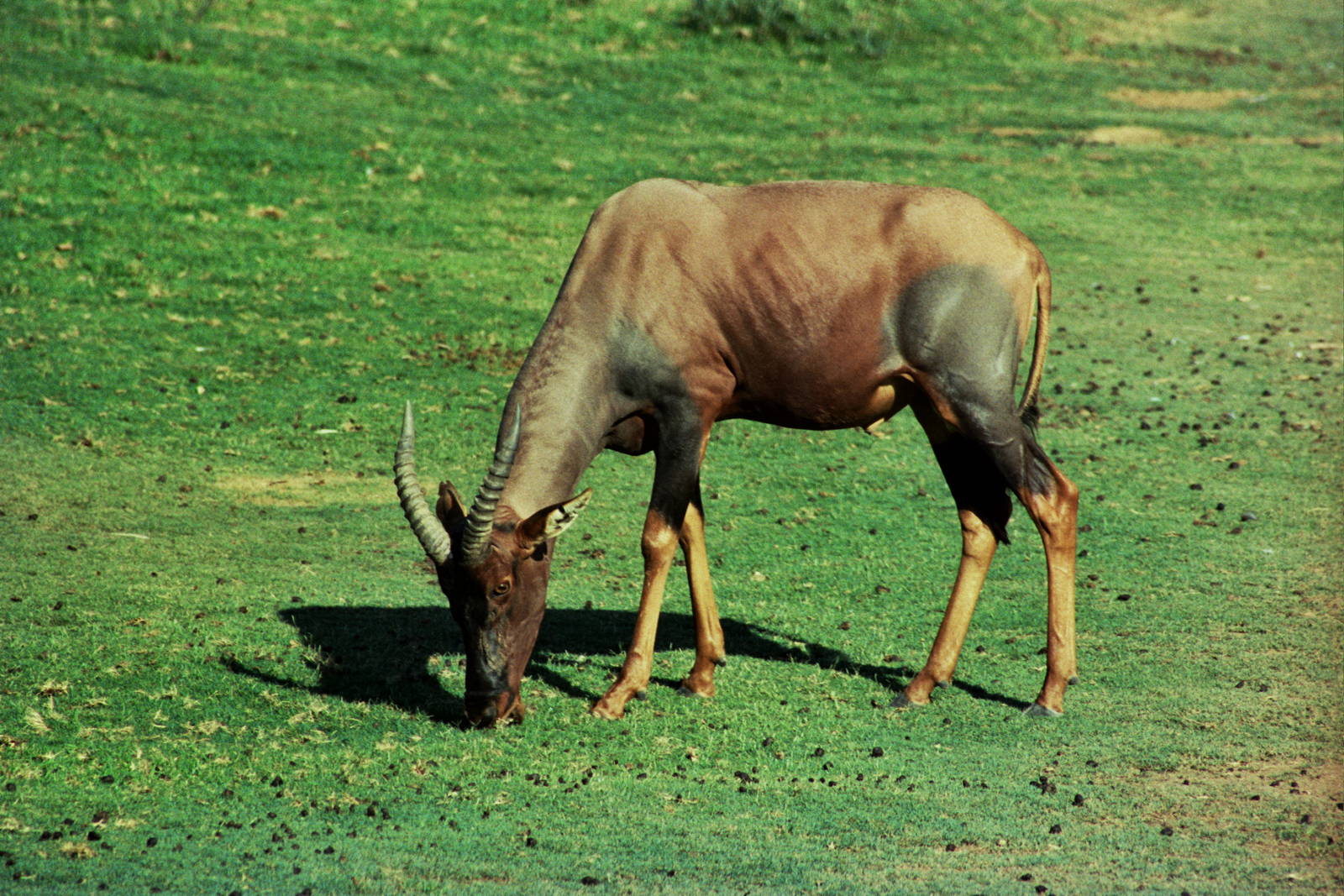 Scanned Wild Animal Park Photos 1992-2001