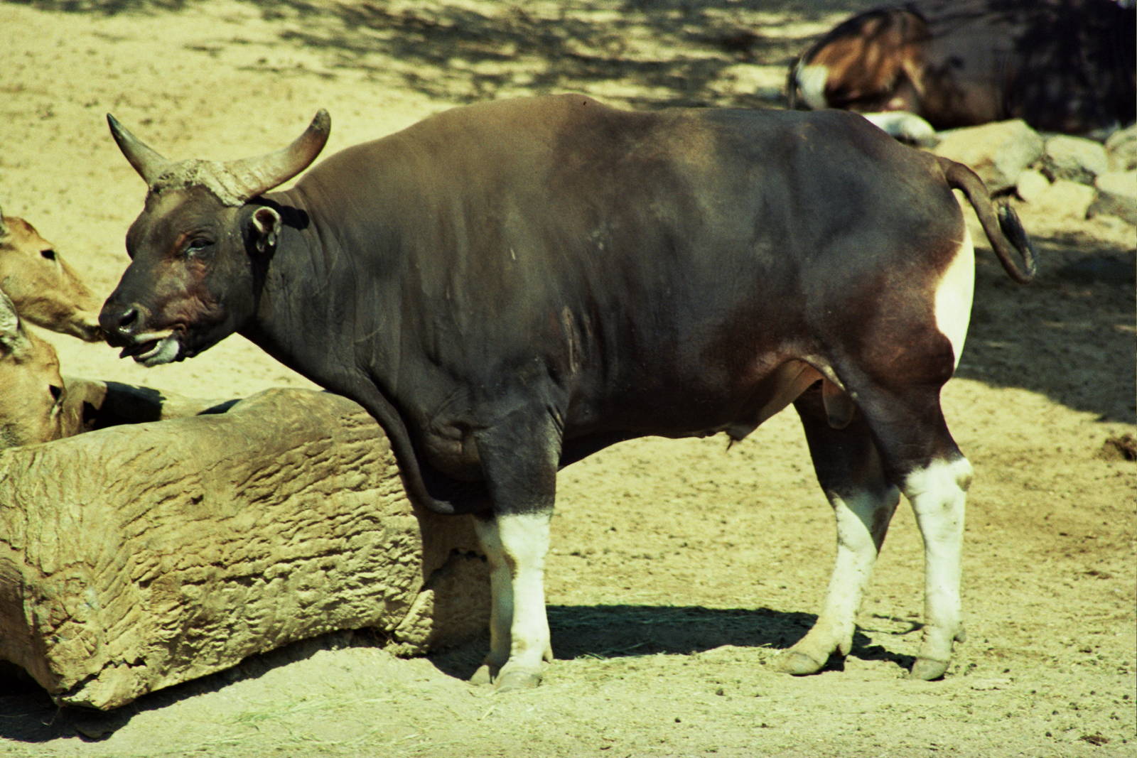 Scanned Wild Animal Park Photos 1992-2001