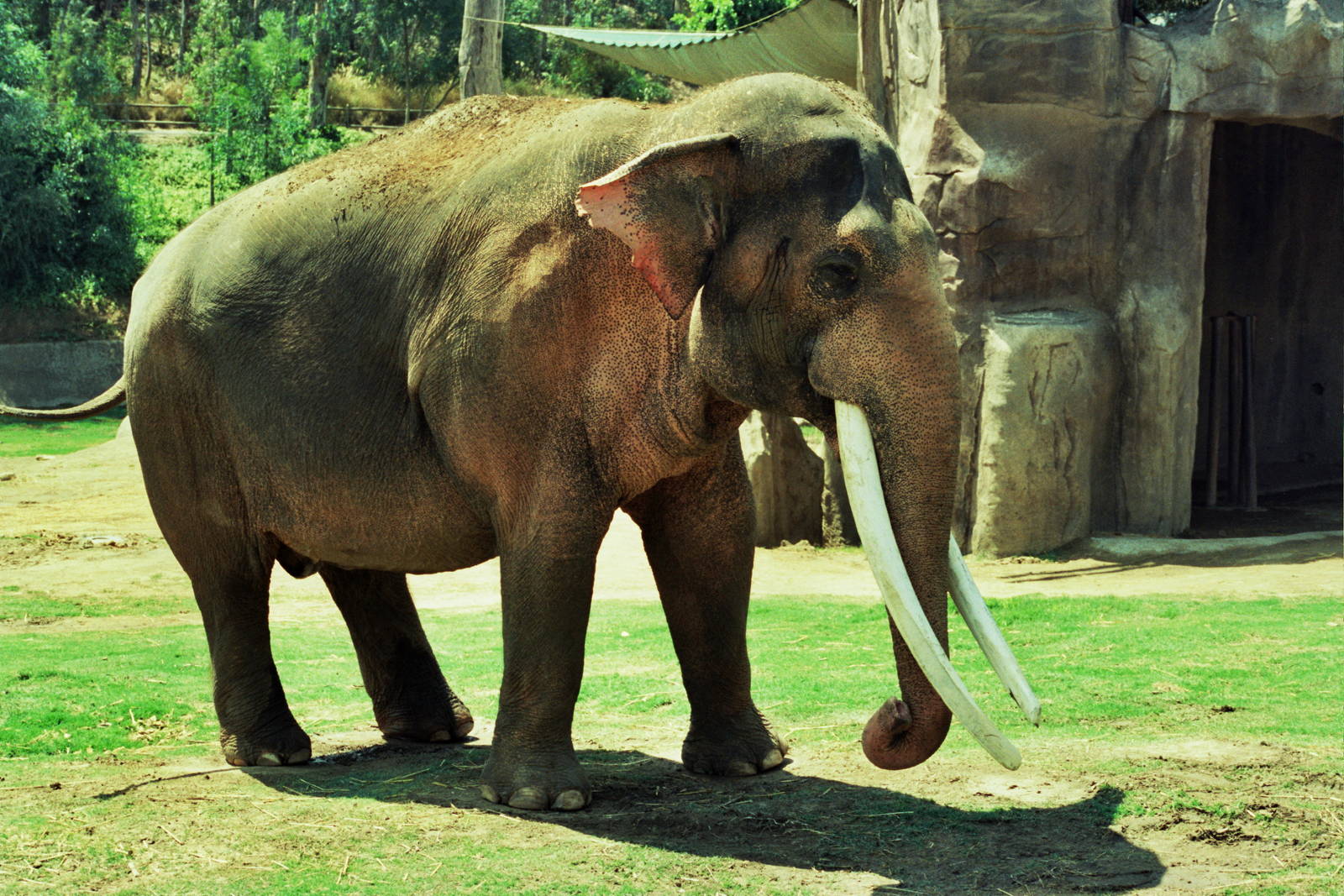 Scanned Wild Animal Park Photos 1992-2001