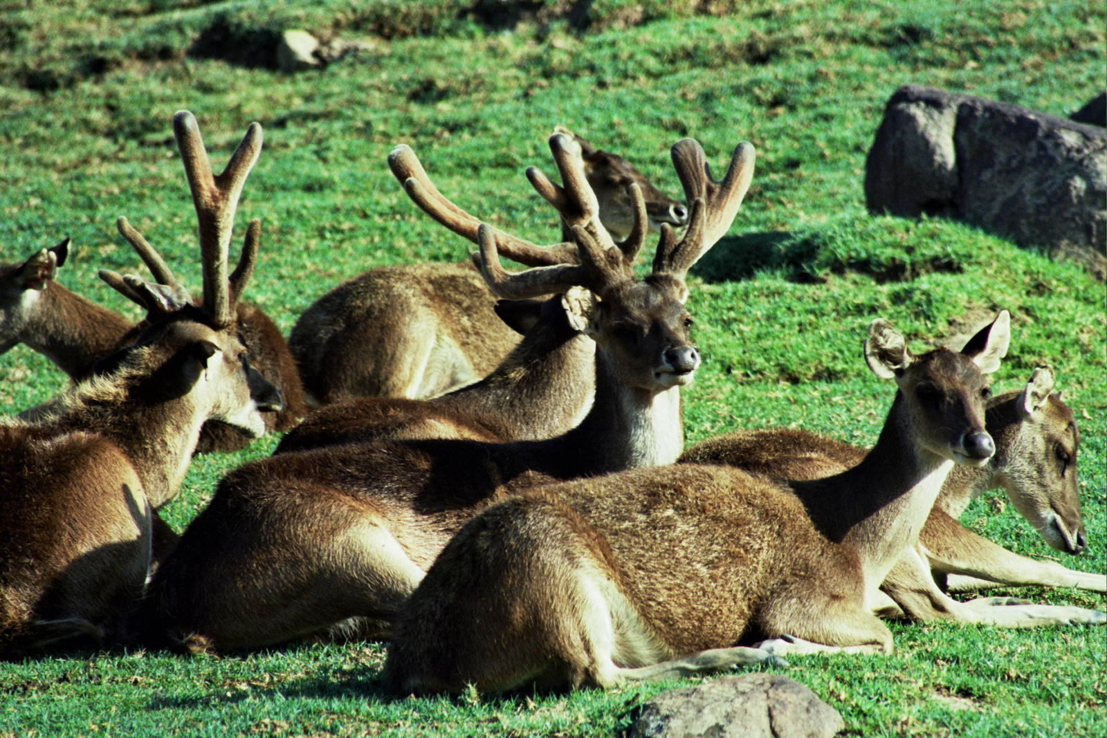 Scanned Wild Animal Park Photos 1992-2001