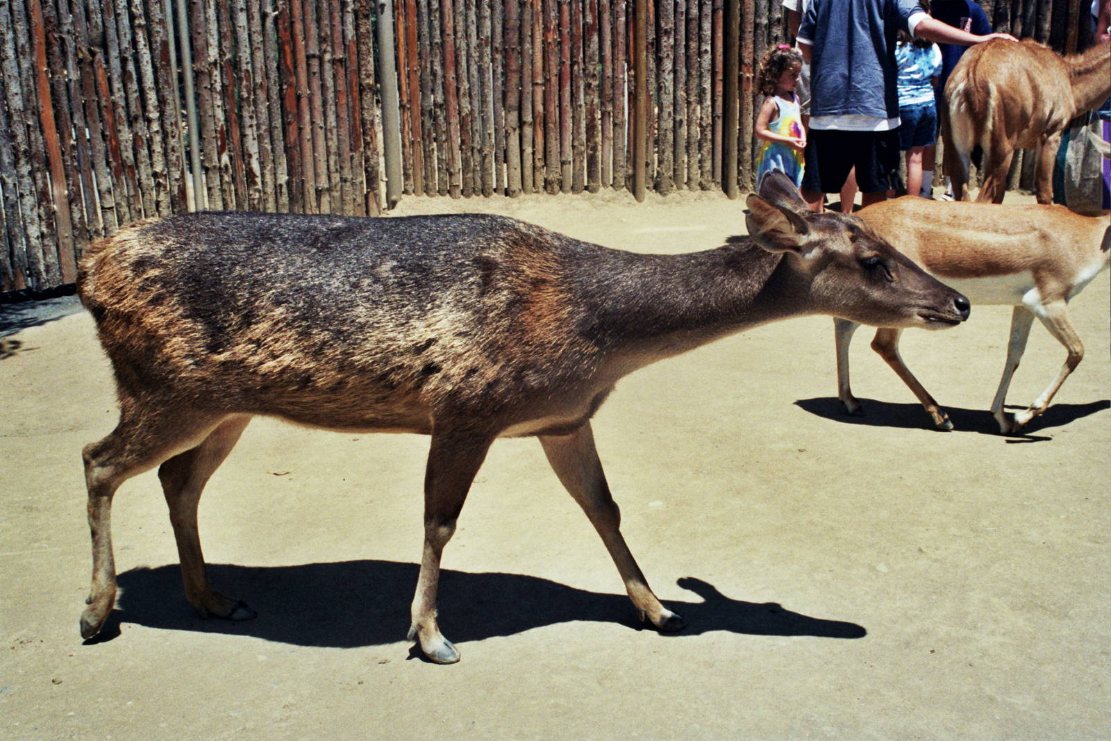 Scanned Wild Animal Park Photos 1992-2001