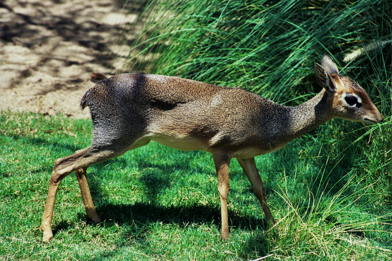 Scanned Wild Animal Park Photos 1992-2001