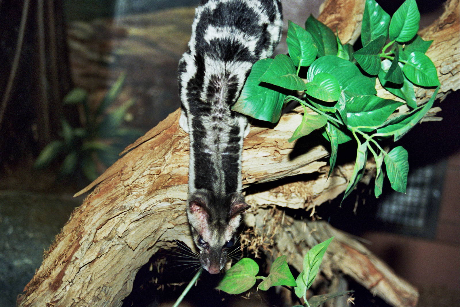 Scanned Wild Animal Park Photos 1992-2001
