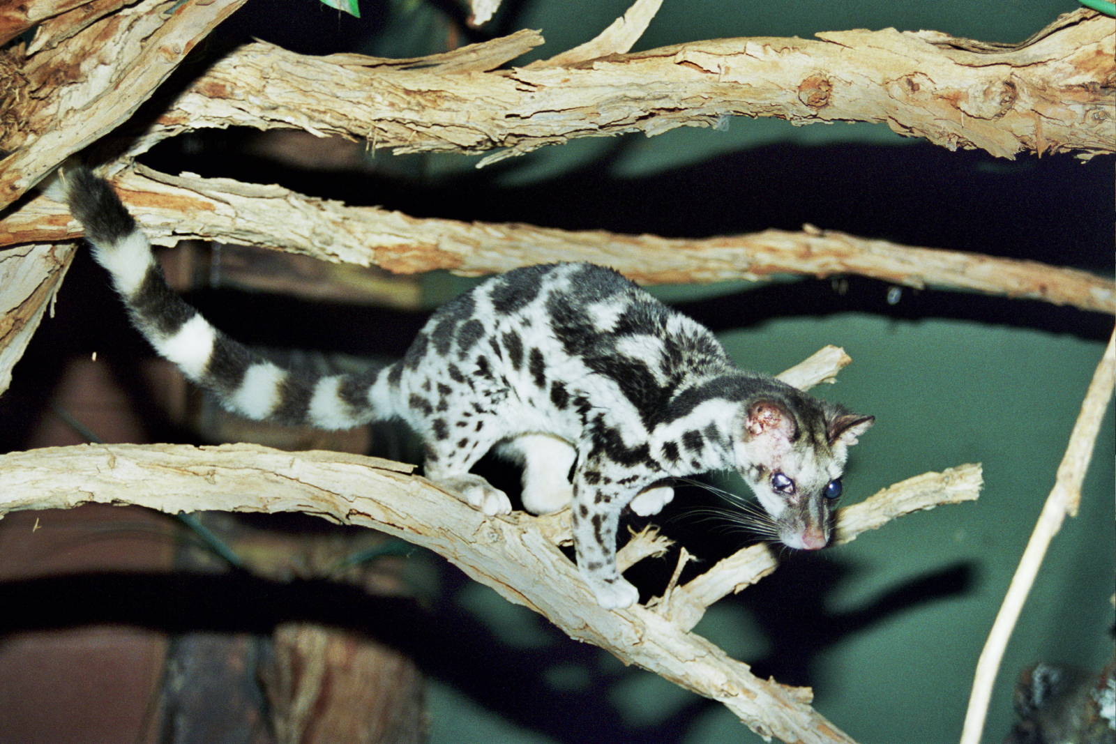 Scanned Wild Animal Park Photos 1992-2001