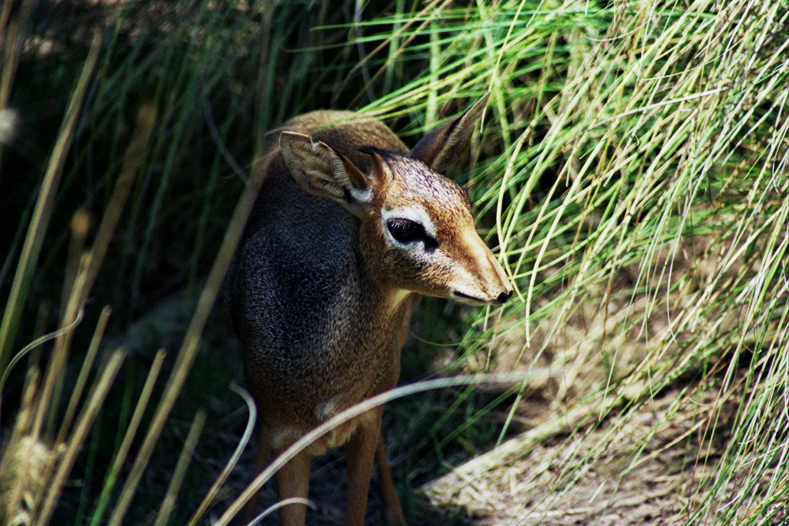 Scanned Wild Animal Park Photos 1992-2001