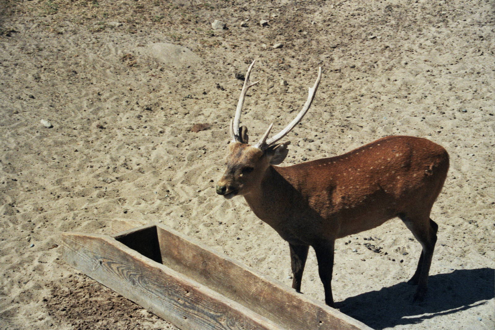 Scanned Wild Animal Park Photos 1992-2001