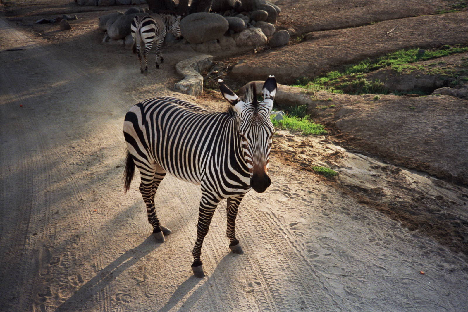 Scanned Wild Animal Park Photos 1992-2001