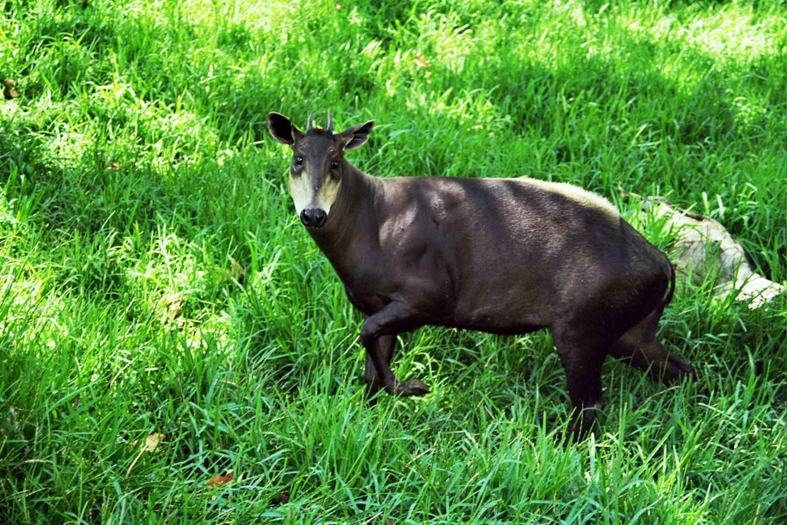 Scanned Wild Animal Park Photos 1992-2001