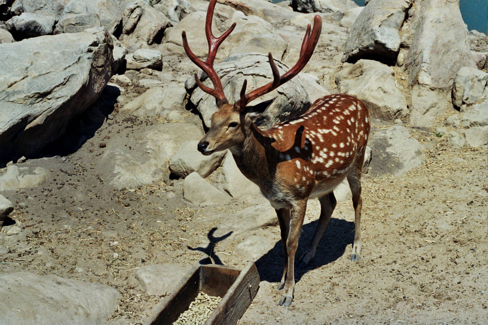 Scanned Wild Animal Park Photos 1992-2001