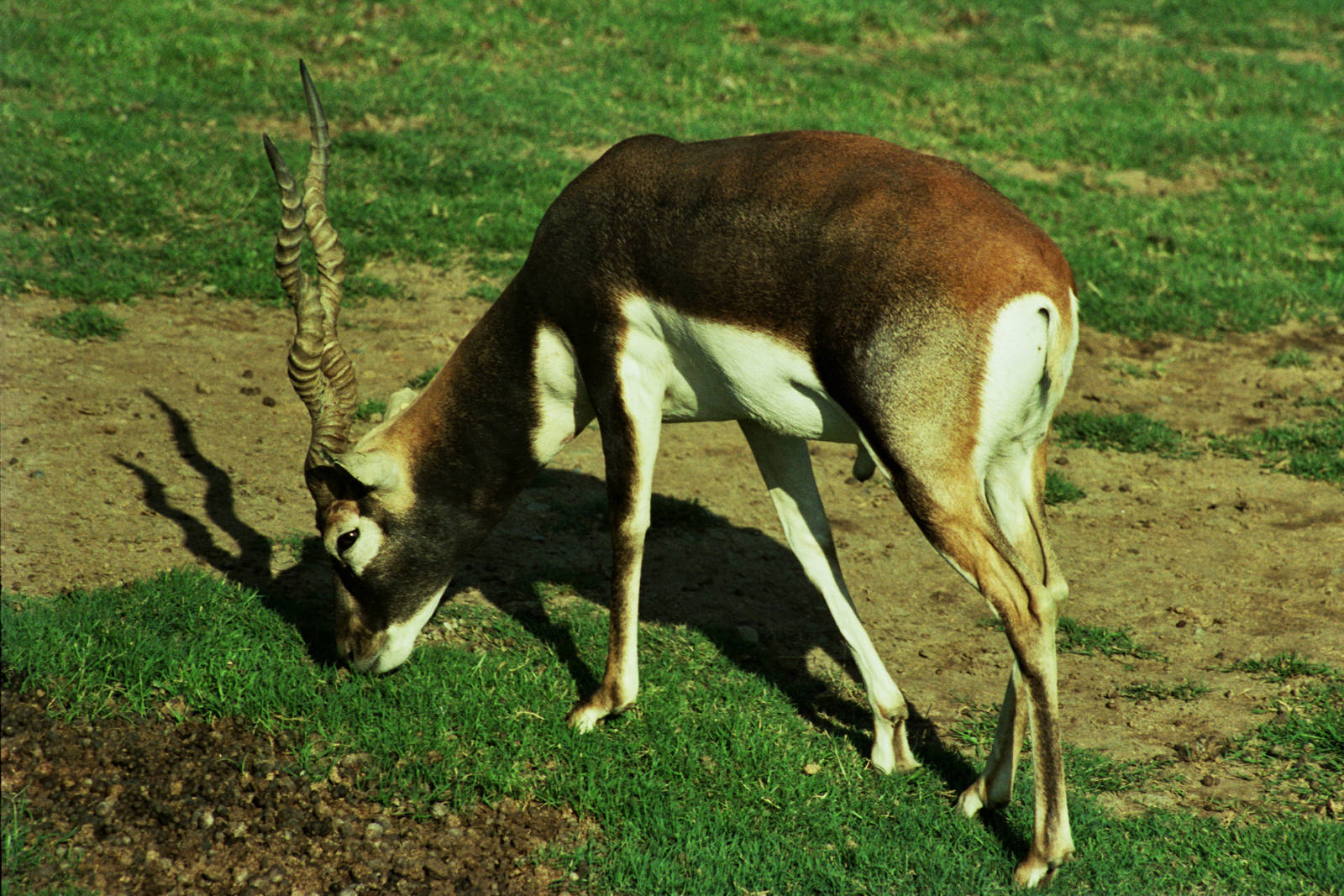Scanned Wild Animal Park Photos 1992-2001