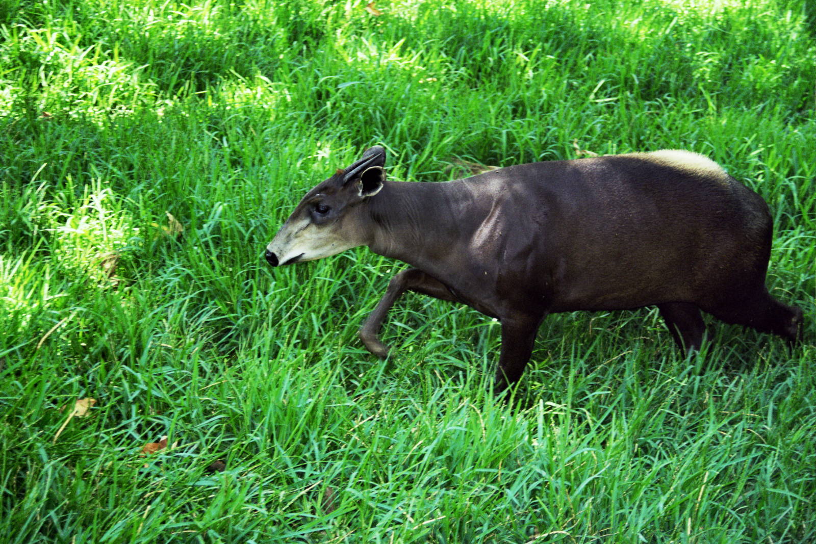 Scanned Wild Animal Park Photos 1992-2001