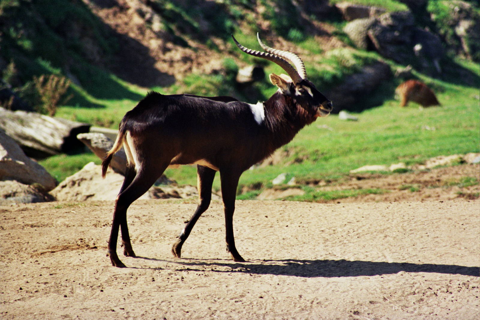 Scanned Wild Animal Park Photos 1992-2001