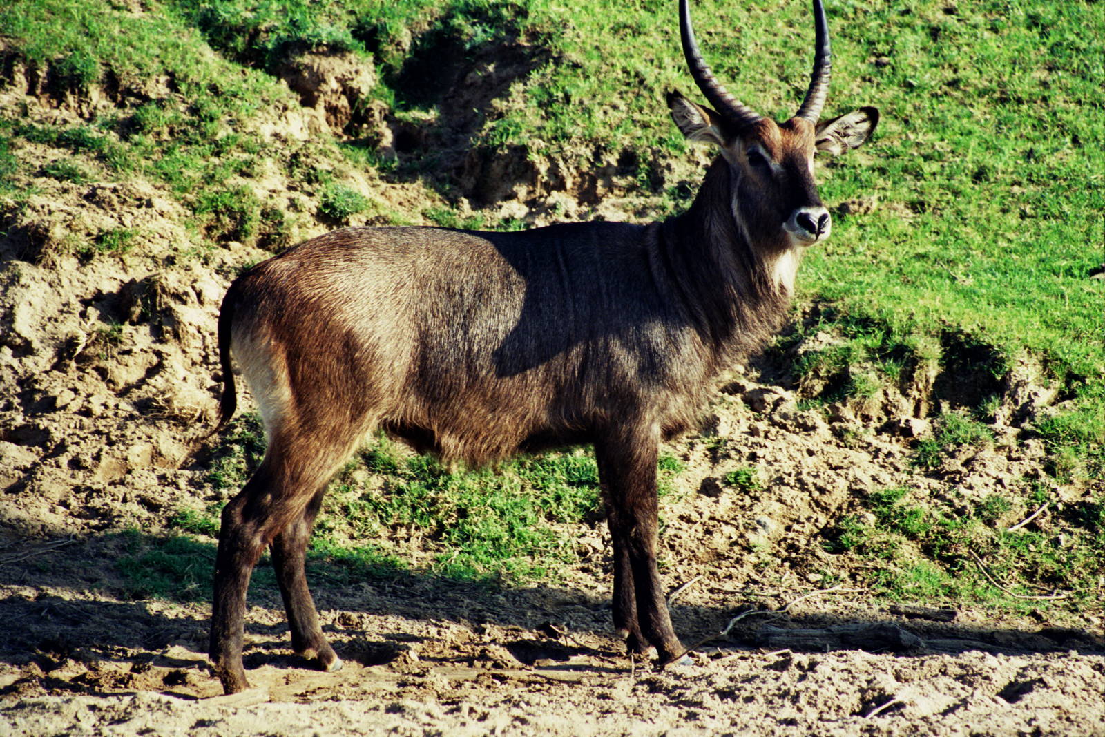 Scanned Wild Animal Park Photos 1992-2001