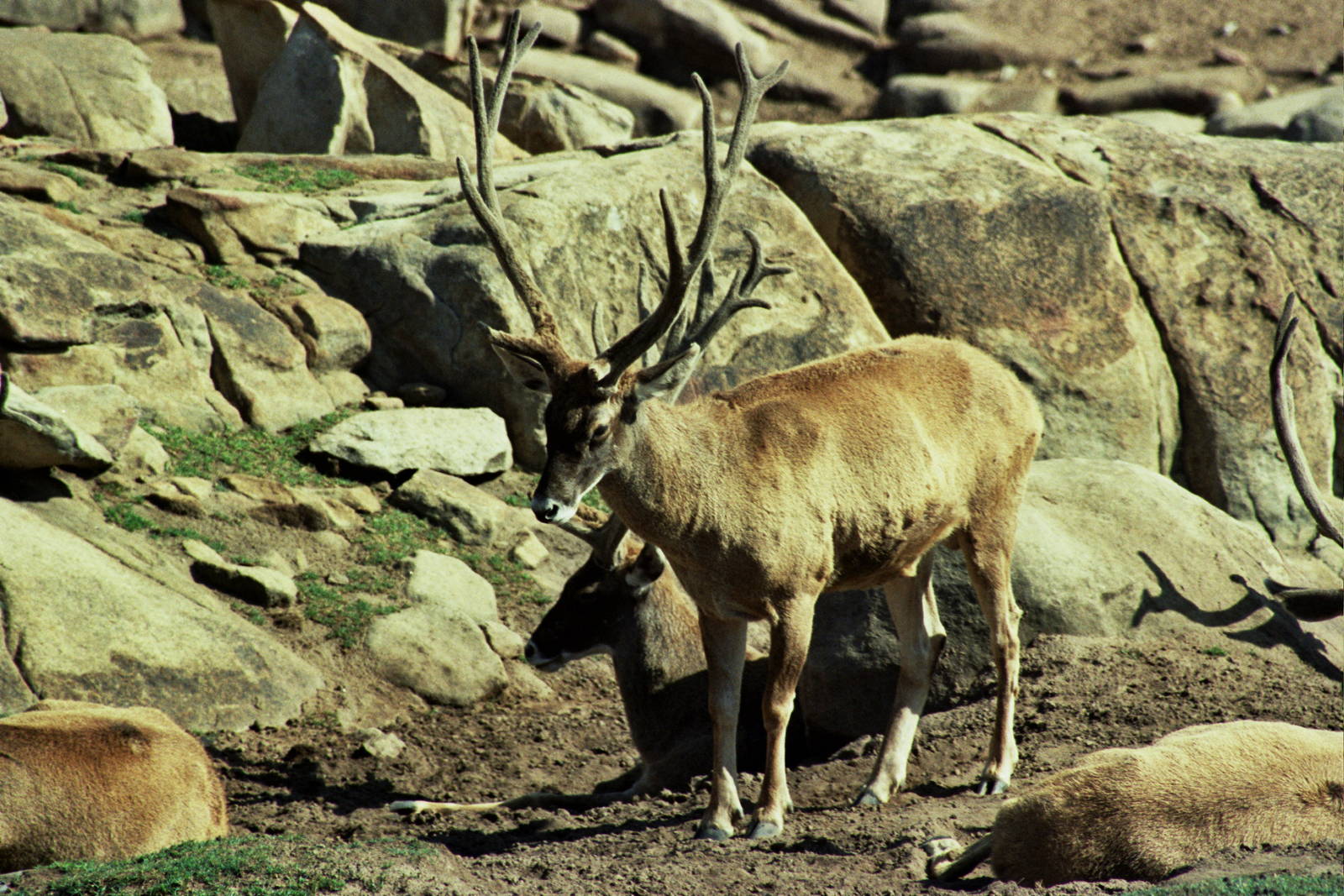 Scanned Wild Animal Park Photos 1992-2001