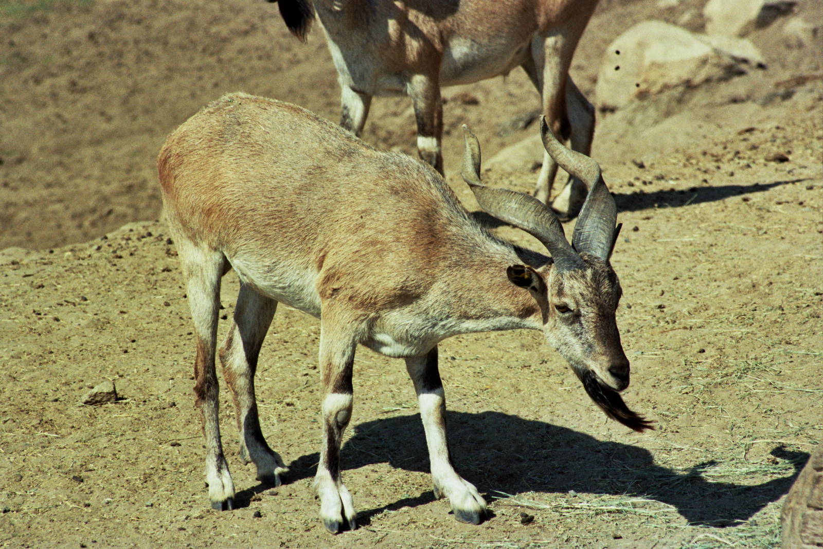 Scanned Wild Animal Park Photos 1992-2001