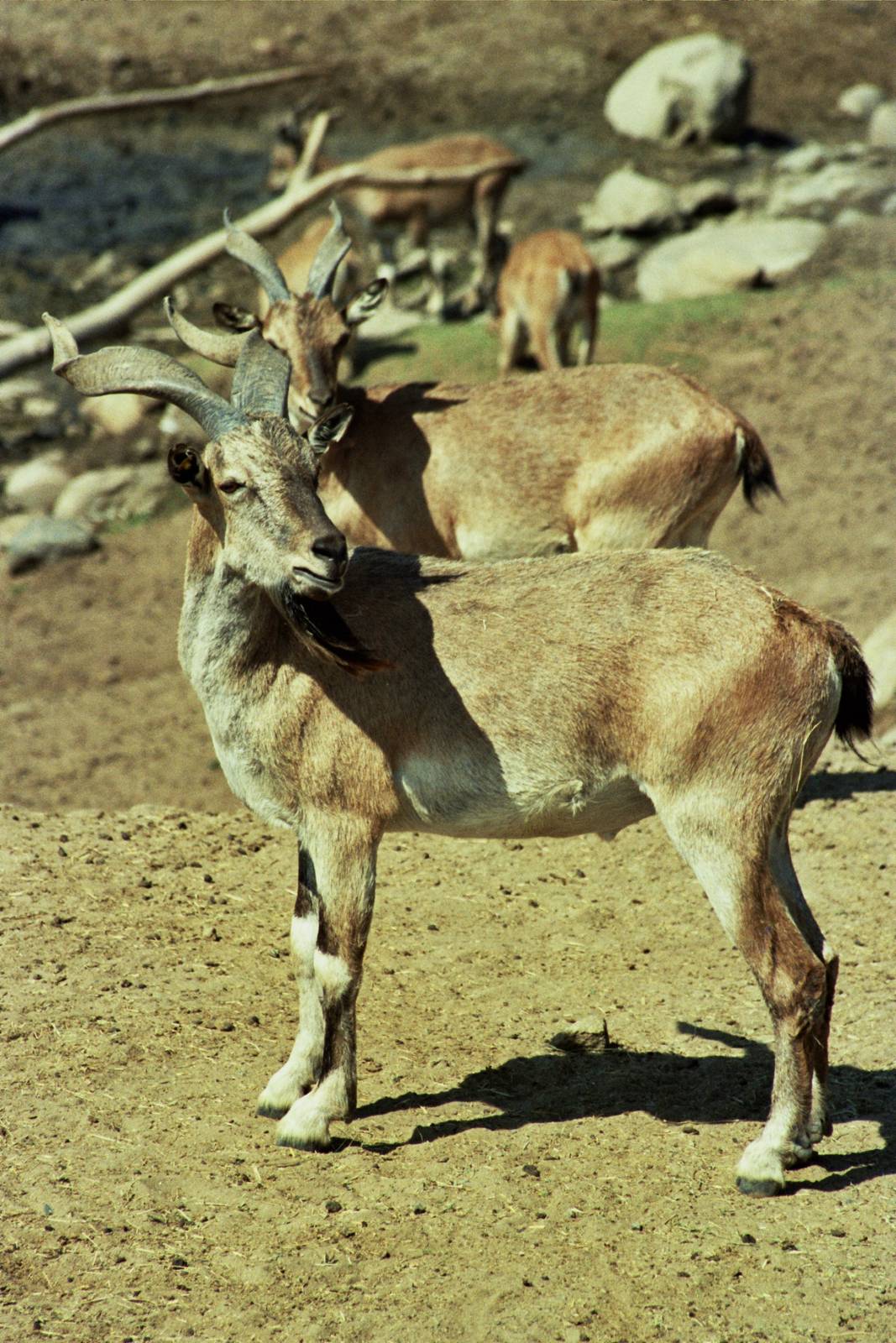 Scanned Wild Animal Park Photos 1992-2001