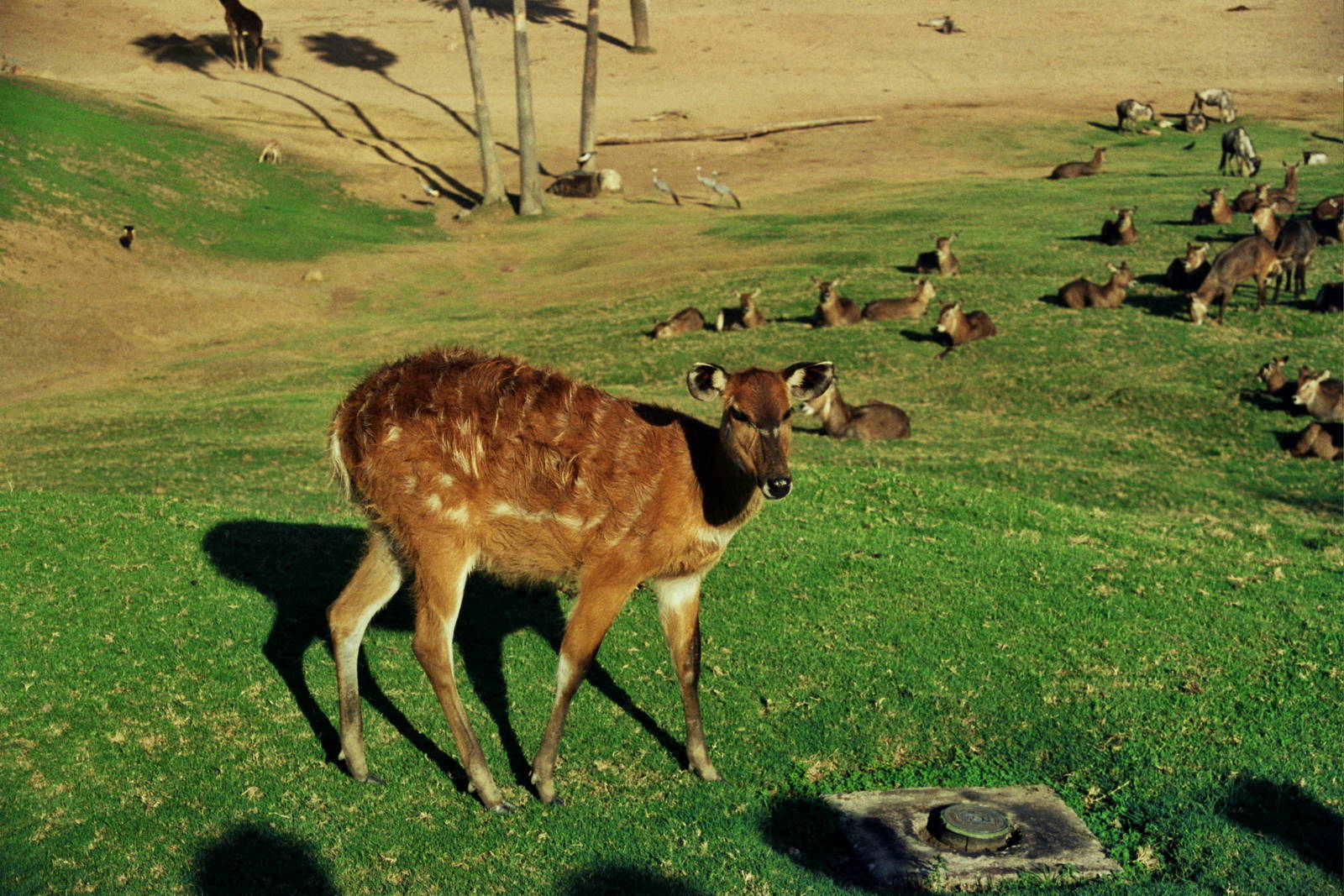 Scanned Wild Animal Park Photos 1992-2001