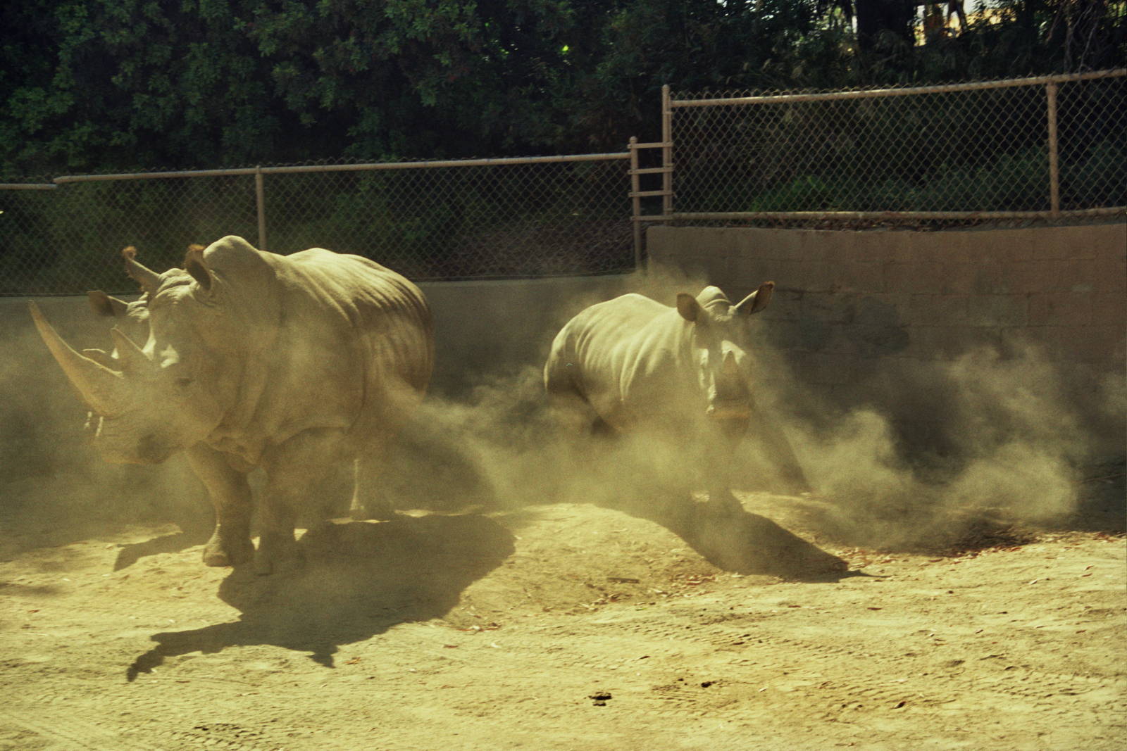 Scanned Wild Animal Park Photos 1992-2001
