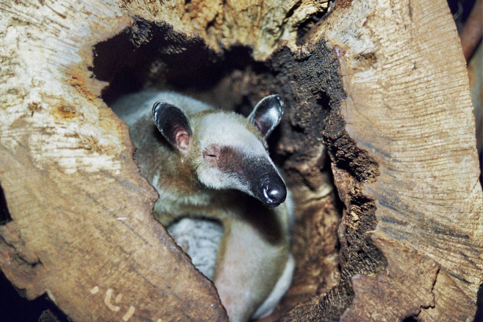Scanned Wild Animal Park Photos 1992-2001