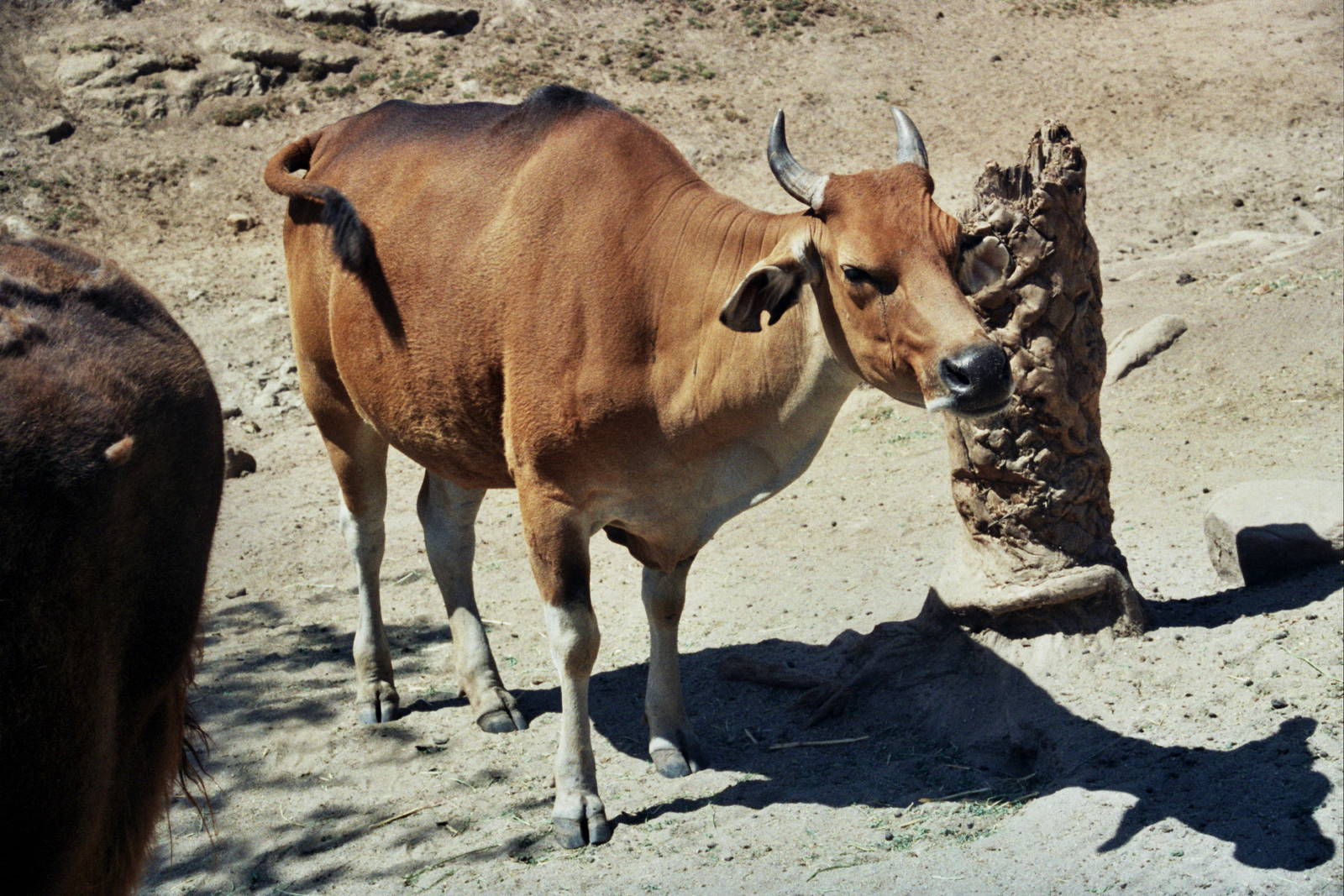 Scanned Wild Animal Park Photos 1992-2001