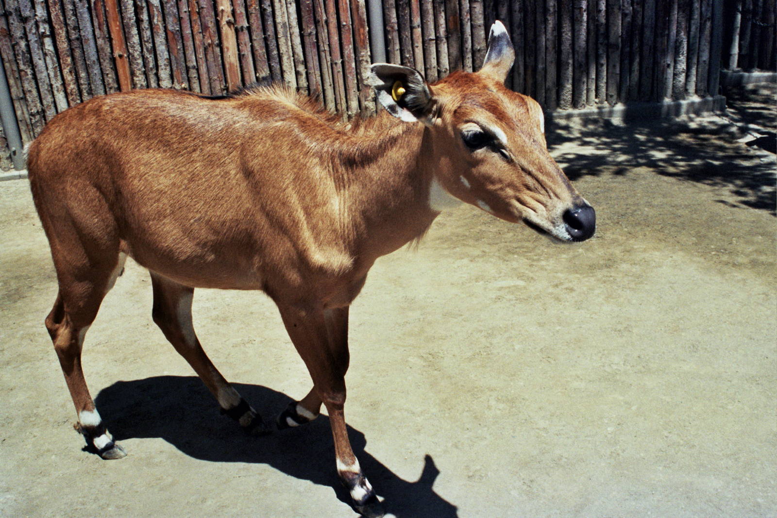 Scanned Wild Animal Park Photos 1992-2001